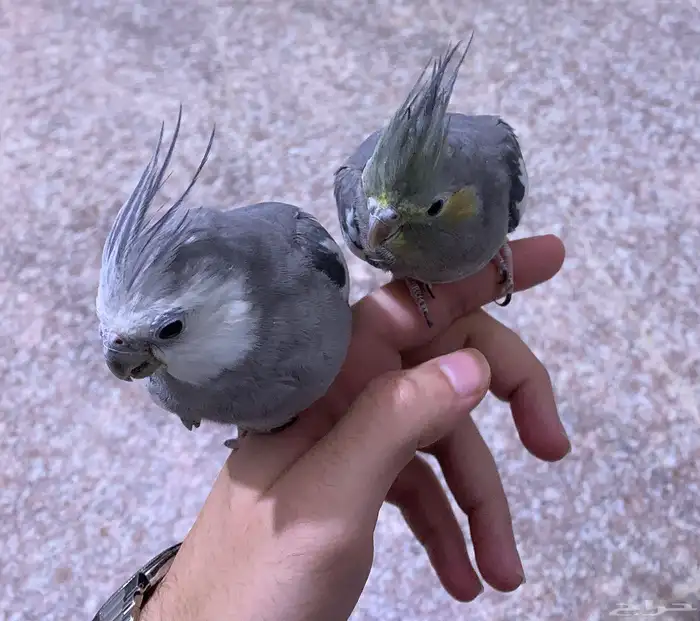 جوز كروان اليف 0