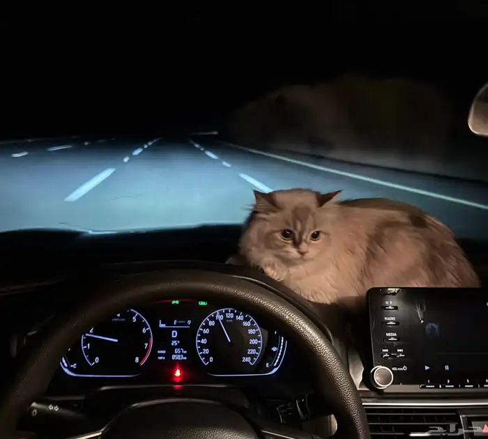 قطة شيرازي 0