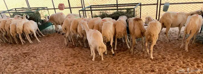 غنم رفيديات رفيديات رفيديه 2