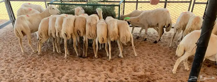 غنم رفيديات رفيديات رفيديه 1