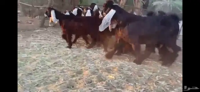 للبيع 13 جفره بفحلها عوارض فاخره 13