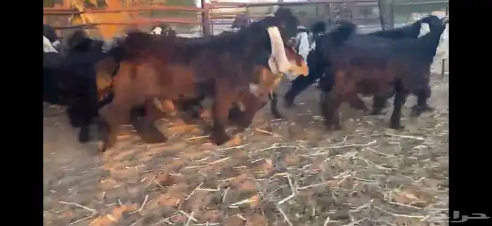 للبيع 13 جفره بفحلها عوارض فاخره 19