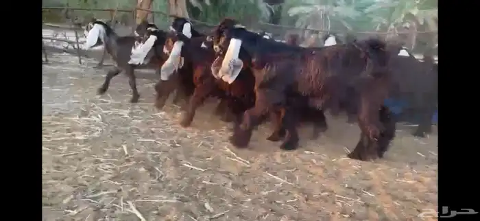 للبيع 13 جفره بفحلها عوارض فاخره 1