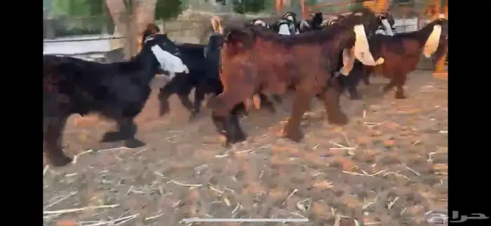 للبيع 13 جفره بفحلها عوارض فاخره 21