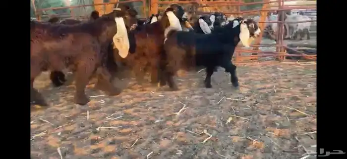 للبيع 13 جفره بفحلها عوارض فاخره 5