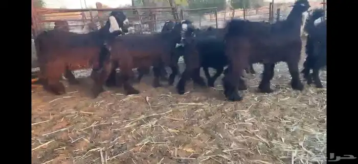 للبيع 13 جفره بفحلها عوارض فاخره 17