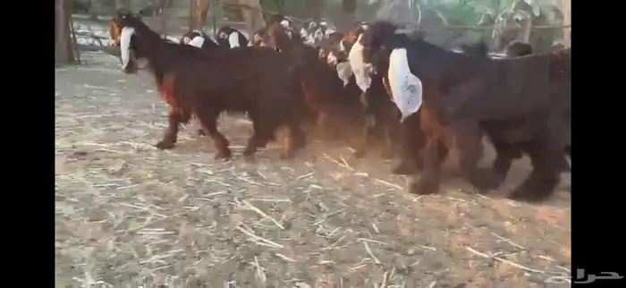 للبيع 13 جفره بفحلها عوارض فاخره 12