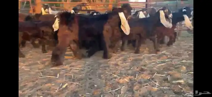 للبيع 13 جفره بفحلها عوارض فاخره 20