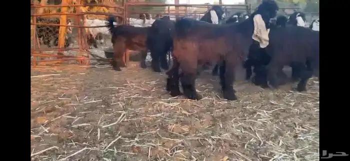 للبيع 13 جفره بفحلها عوارض فاخره 2