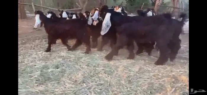 للبيع 13 جفره بفحلها عوارض فاخره 14