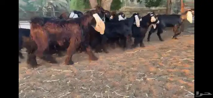 للبيع 13 جفره بفحلها عوارض فاخره 6