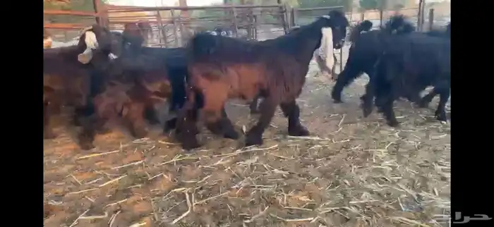 للبيع 13 جفره بفحلها عوارض فاخره 18