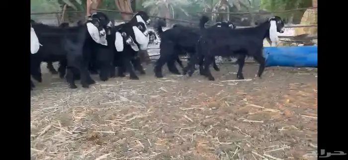 للبيع 13 جفره بفحلها عوارض فاخره 9