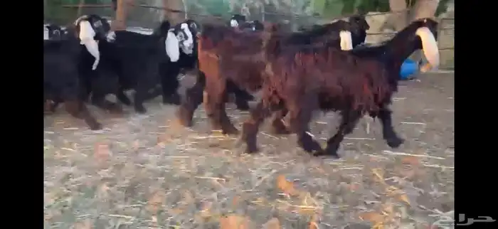 للبيع 13 جفره بفحلها عوارض فاخره 0