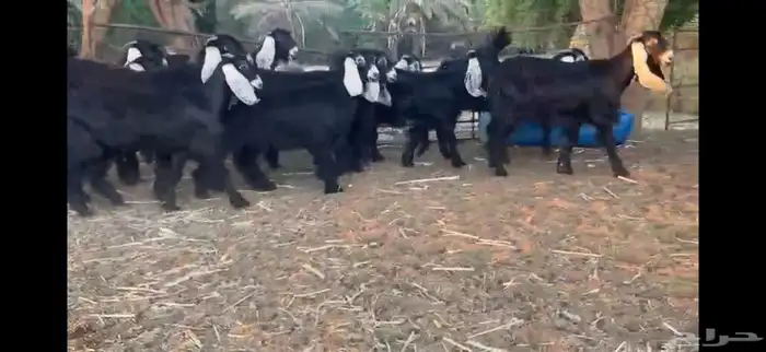 للبيع 13 جفره بفحلها عوارض فاخره 8