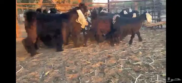 للبيع 13 جفره بفحلها عوارض فاخره 4