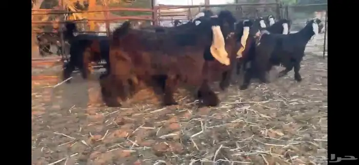 للبيع 13 جفره بفحلها عوارض فاخره 3