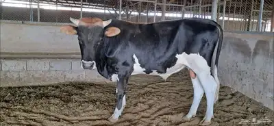 ثور الماني index