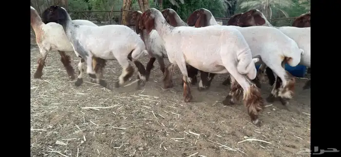 للبيع جذعات نعيم صنف العدد 10 15