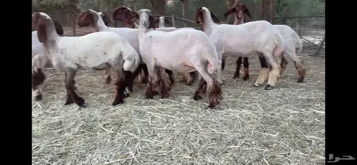 للبيع جذعات نعيم صنف العدد 10 12