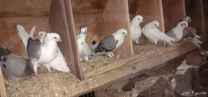 حمام روسي او شامي 2