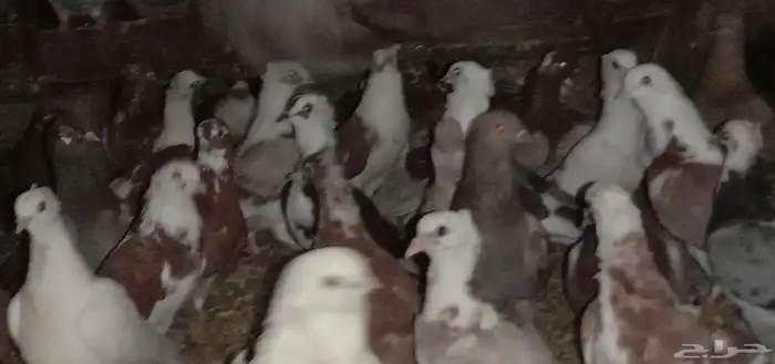 حمام روسي او شامي 3