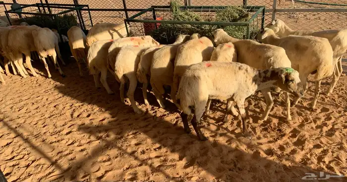 غنم رفيديات رفيديات رفيديه 0