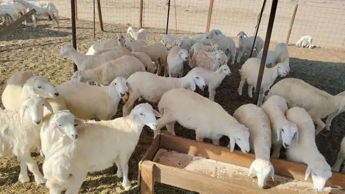 غنم حريات خلفات 46 تحتها 43 3