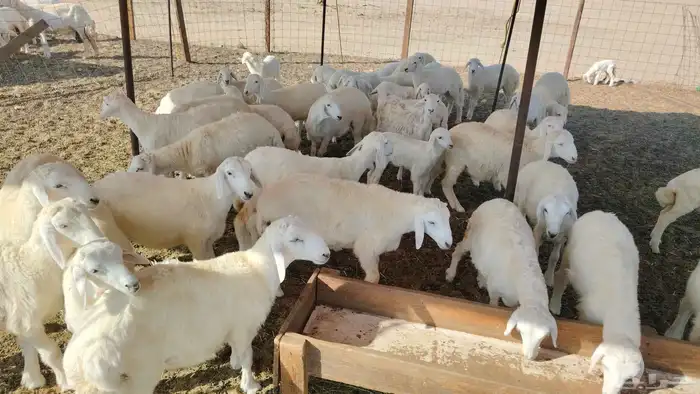 غنم حريات خلفات 46 تحتها 43 4