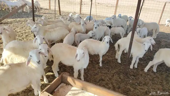 غنم حريات خلفات 46 تحتها 43 5