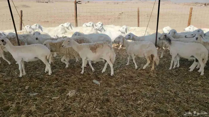 غنم حريات خلفات 46 تحتها 43 2