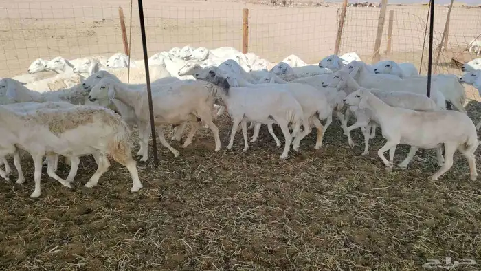 غنم حريات خلفات 46 تحتها 43 0