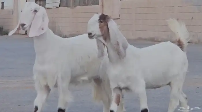 طقم جفرتين جم وفحلها جذعان بيض برص فواخر 7