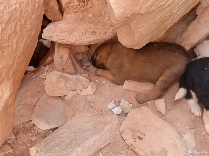 جراوي البدل في اي شيئ 1