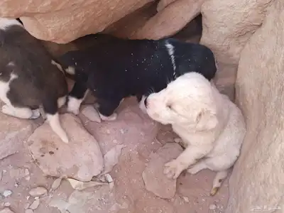 جراوي البدل في اي شيئ index