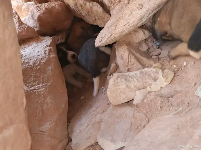 جراوي البدل في اي شيئ 2