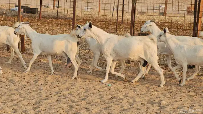 ماعز بيشيات طيبات دفيع 5