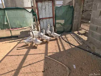 وز عراقي كريمي للبيع index