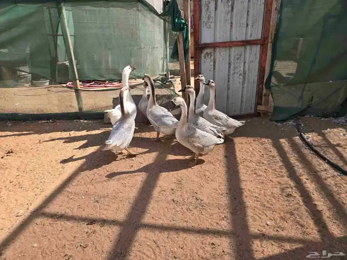 وز عراقي كريمي للبيع 0