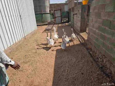 وز عراقي كريمي للبيع index