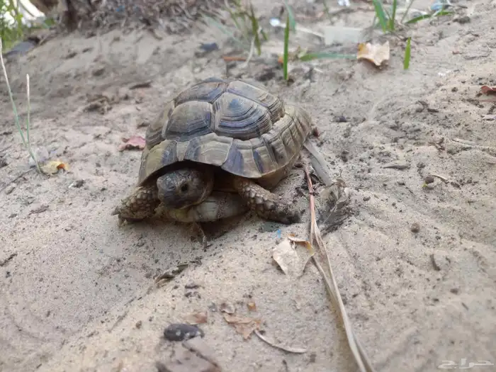 سلحفاة أليفة 1