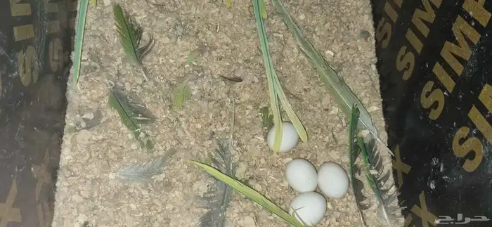 جوز نيبالي 6