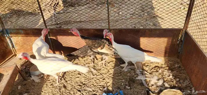 دجاج رومي بشاير 0