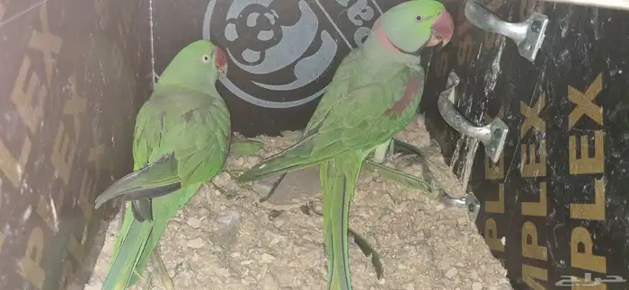 جوز نيبالي 3