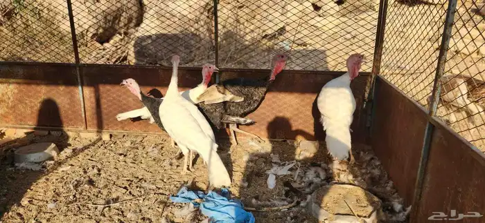 دجاج رومي بشاير 1