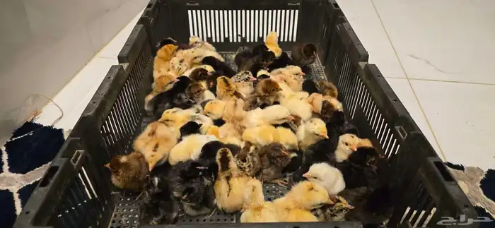 صيصان عربي 0