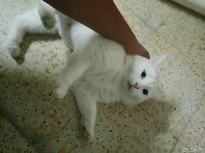 بسه للبيع على السوم 3