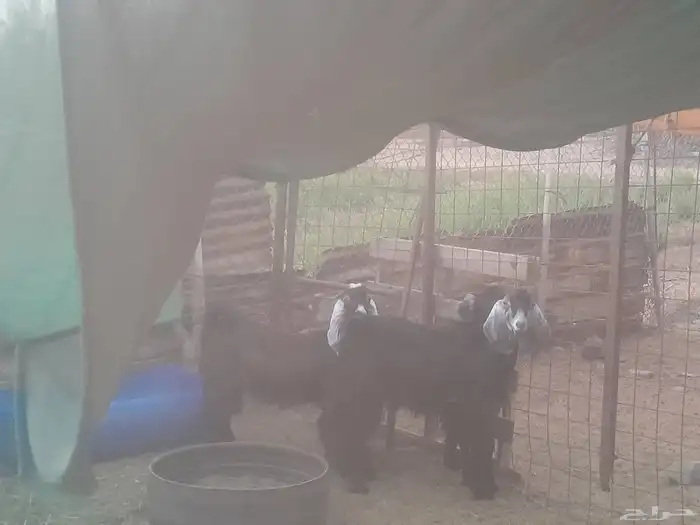 تيوس مخصاة مقفلة 2