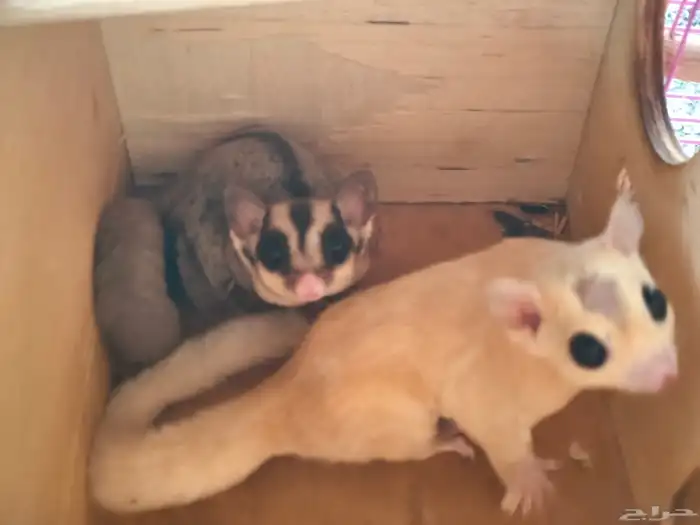 جوز سنجاب طائر 2