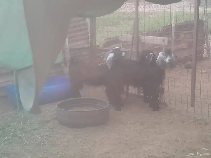 تيوس مخصاة مقفلة 3